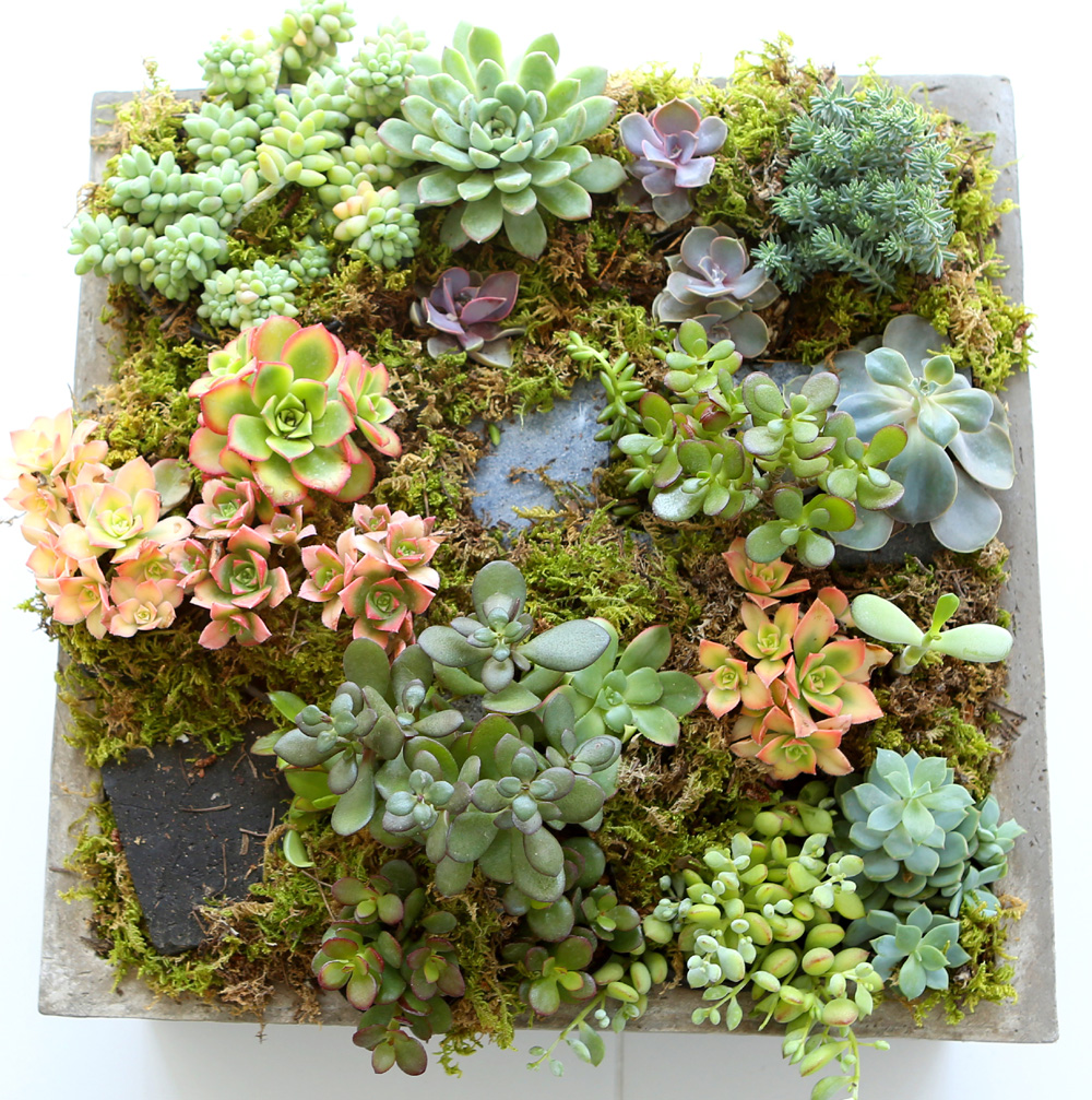 Succulent Plant (Ĺ) - ︲  ɹ