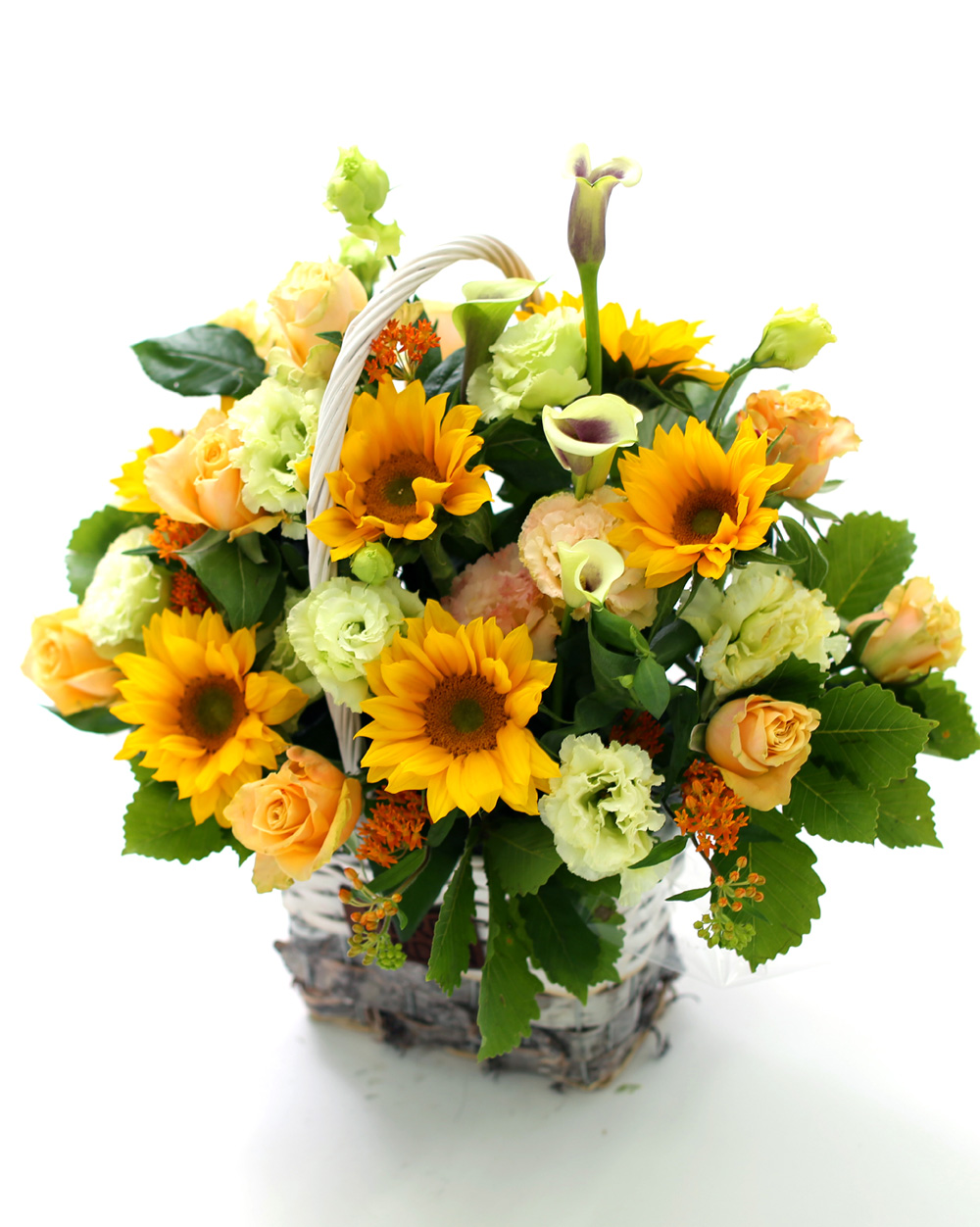  [Darling]_ ʸ  ʹ  ɹ