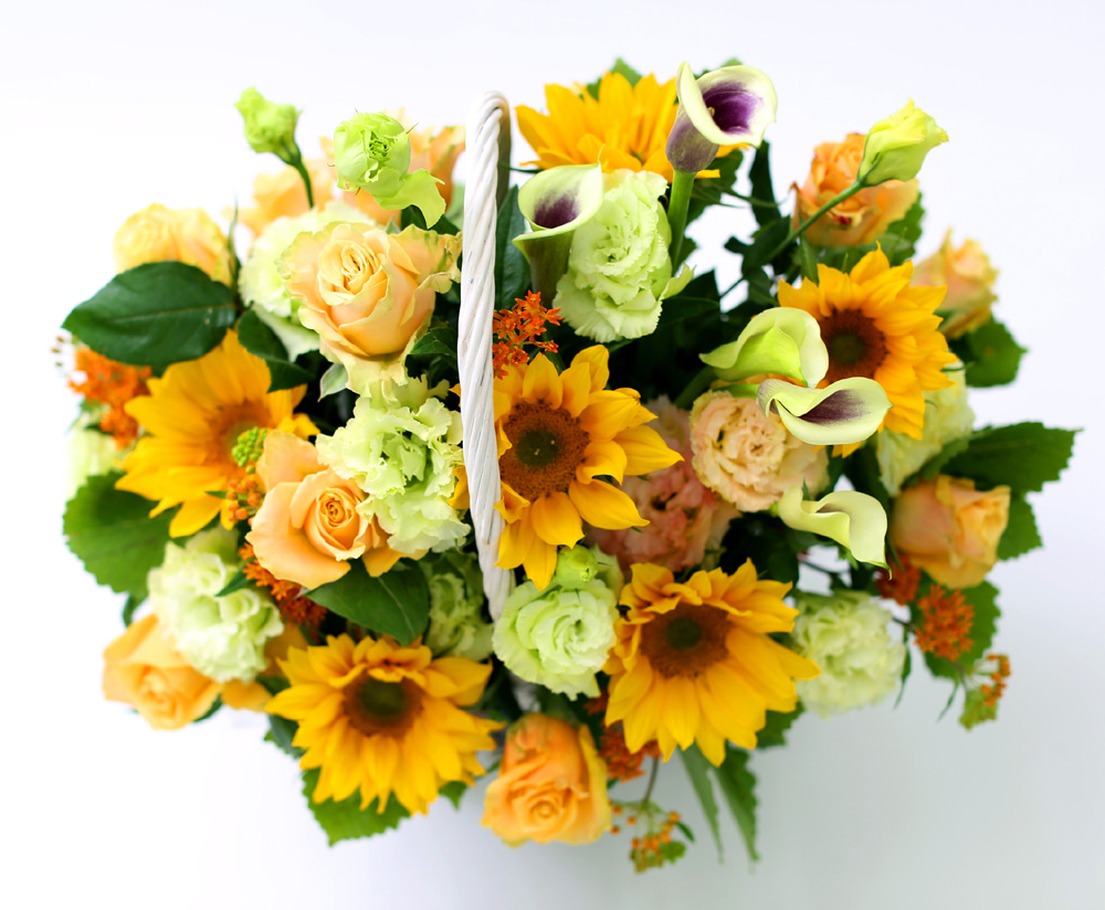  [Darling]_ ʸ  ʹ  ɹ