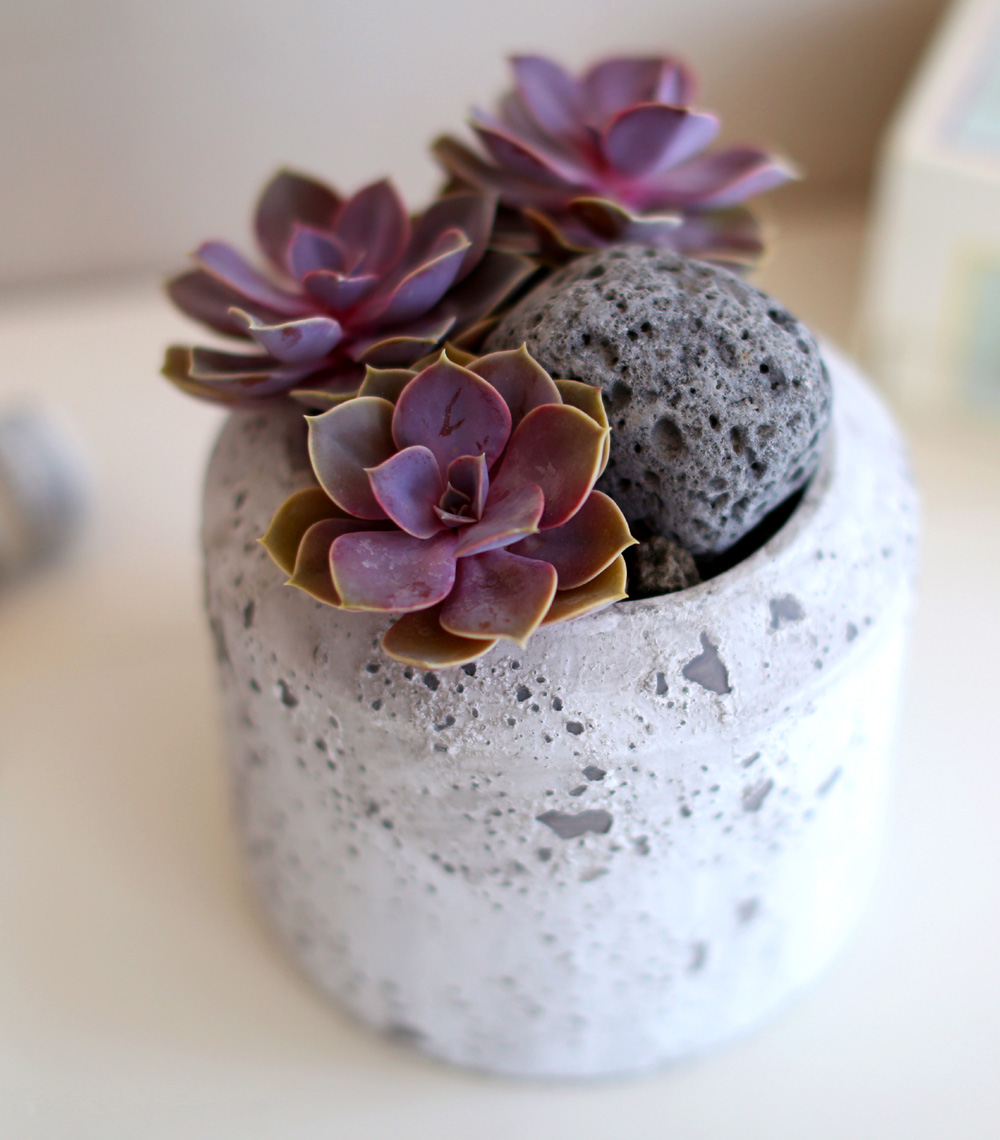 Succulent Plant (Ĺ) - Ÿ(ȭк)  ɹ