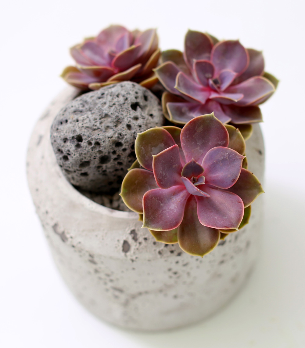 Succulent Plant (Ĺ) - Ÿ(ȭк)  ɹ