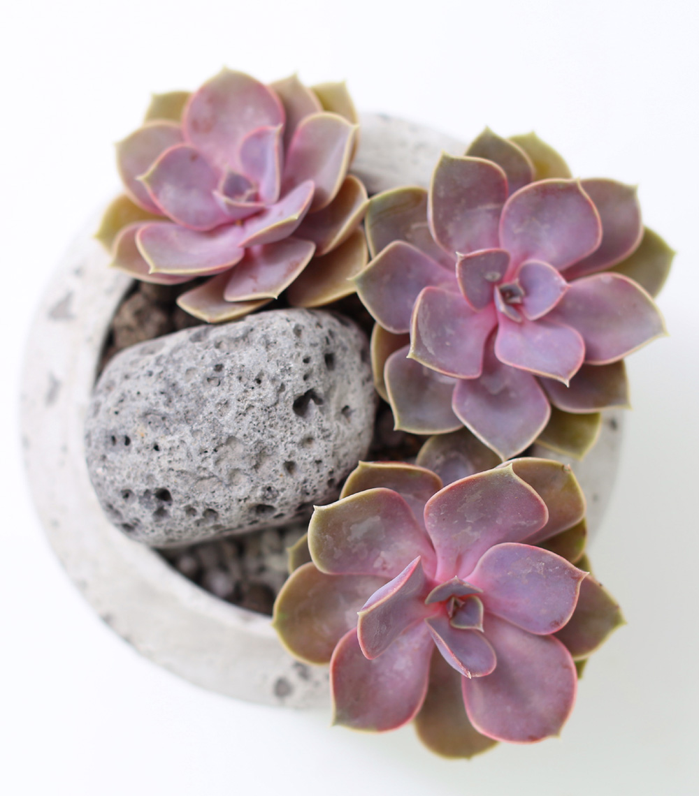 Succulent Plant (Ĺ) - Ÿ(ȭк)  ɹ