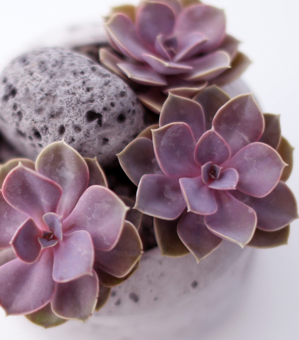 Succulent Plant (Ĺ) - Ÿ(ȭк)  ɹ