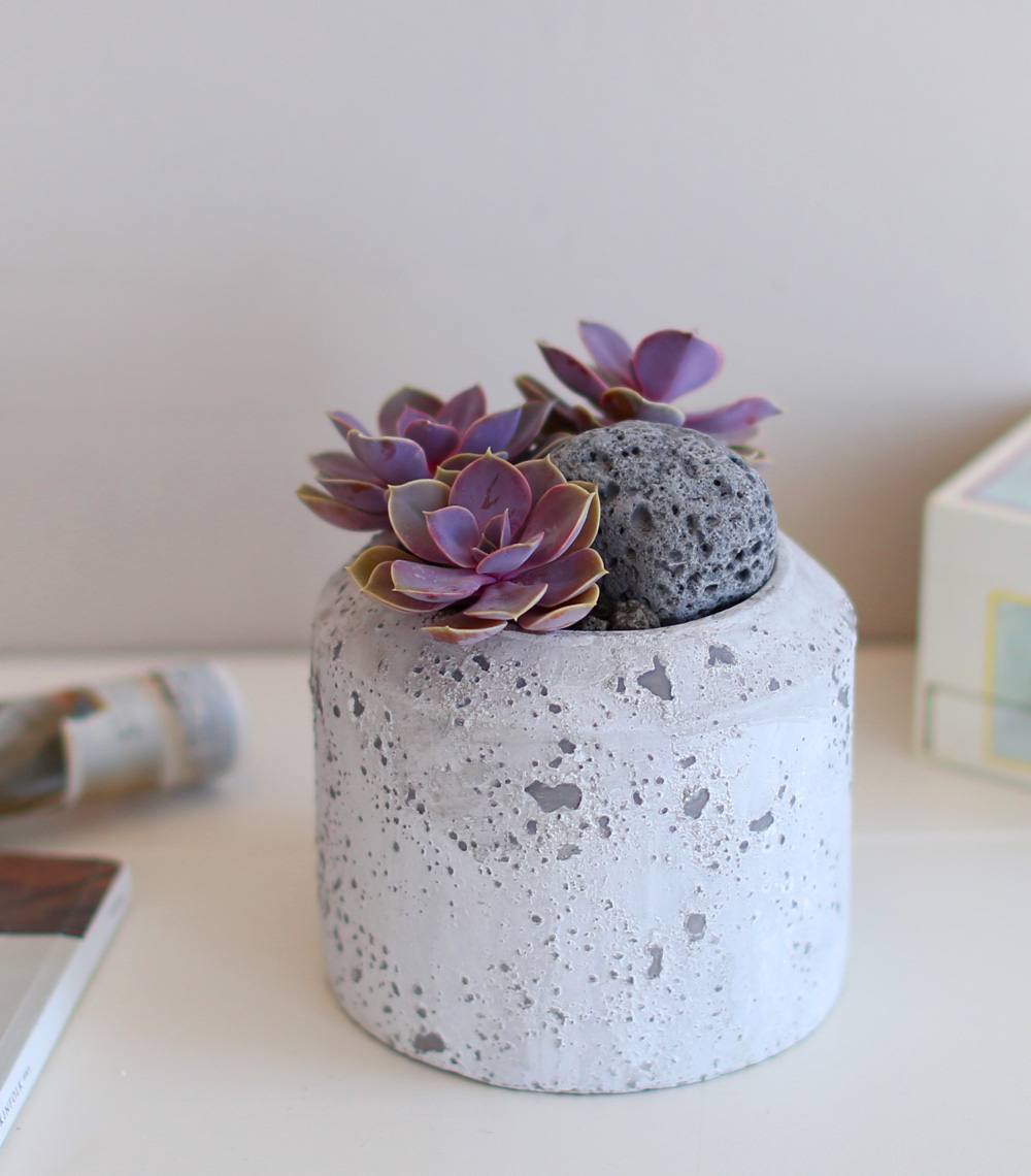 Succulent Plant (Ĺ) - Ÿ(ȭк)  ɹ