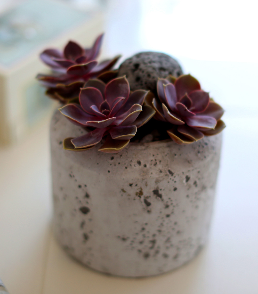 Succulent Plant (Ĺ) - Ÿ(ȭк)  ɹ