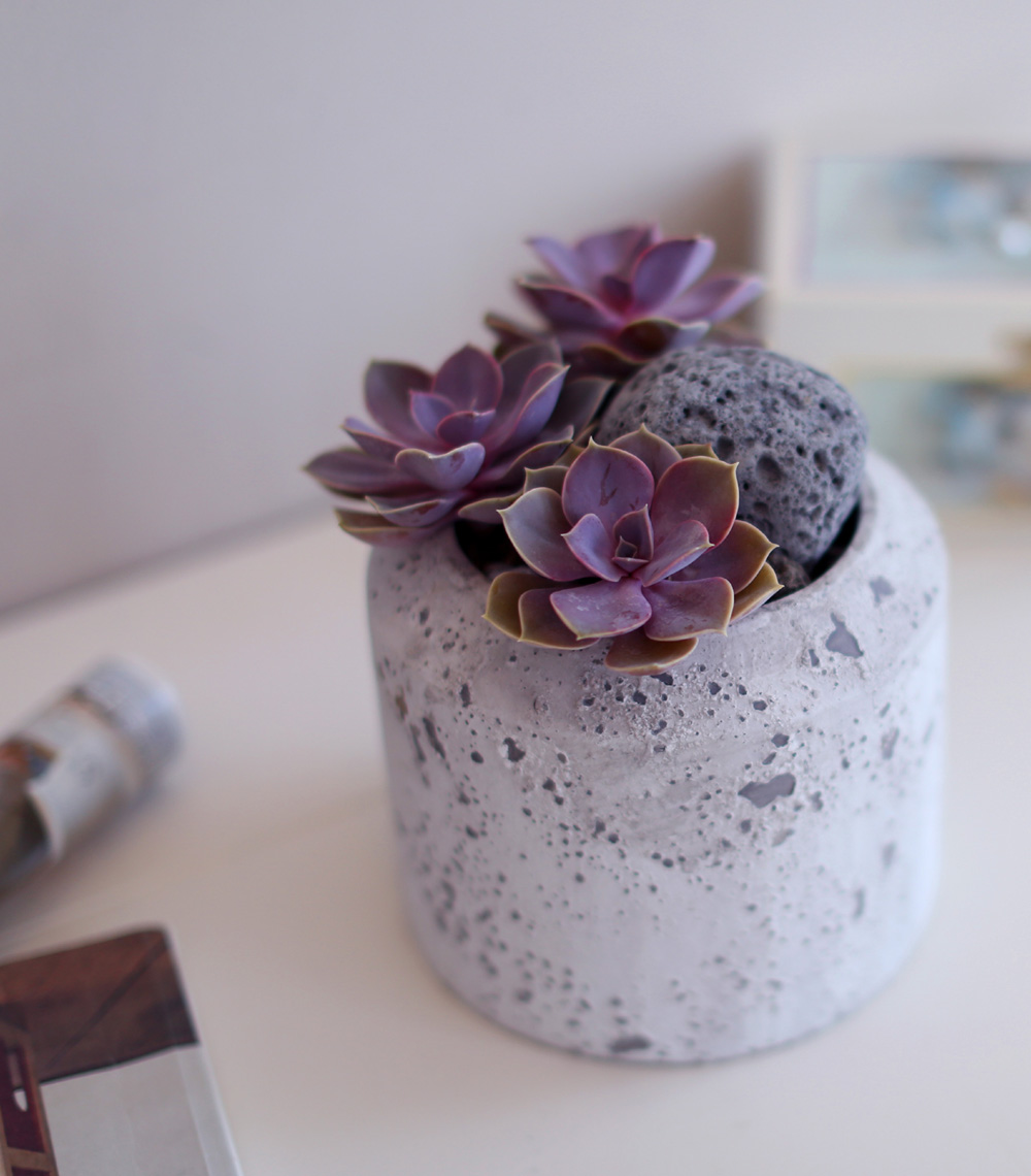 Succulent Plant (Ĺ) - Ÿ(ȭк)  ɹ