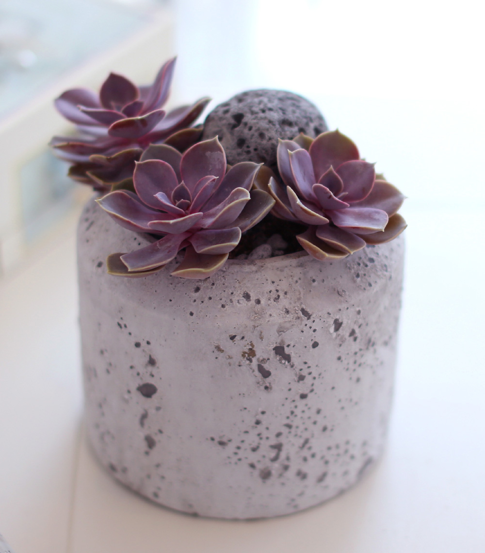 Succulent Plant (Ĺ) - Ÿ(ȭк)  ɹ