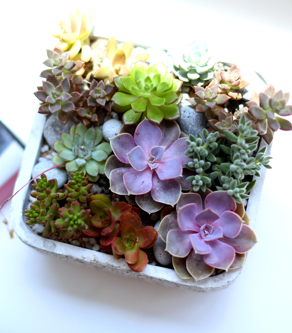 Succulent Plant (´ÙÀ°½Ä¹°) - Pallet (ȱ⺯°æ)