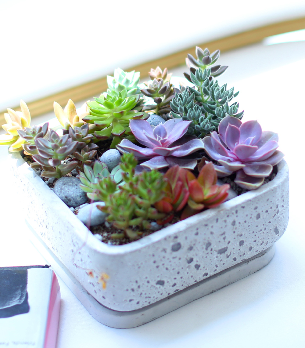 Succulent Plant (´ÙÀ°½Ä¹°) - Pallet (ȱ⺯°æ)