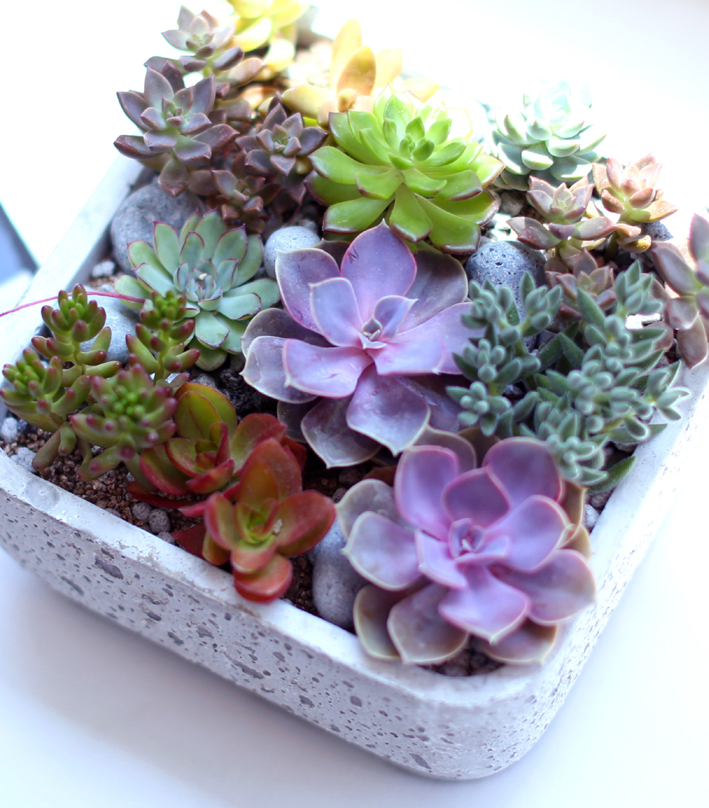 Succulent Plant (´ÙÀ°½Ä¹°) - Pallet (ȱ⺯°æ)