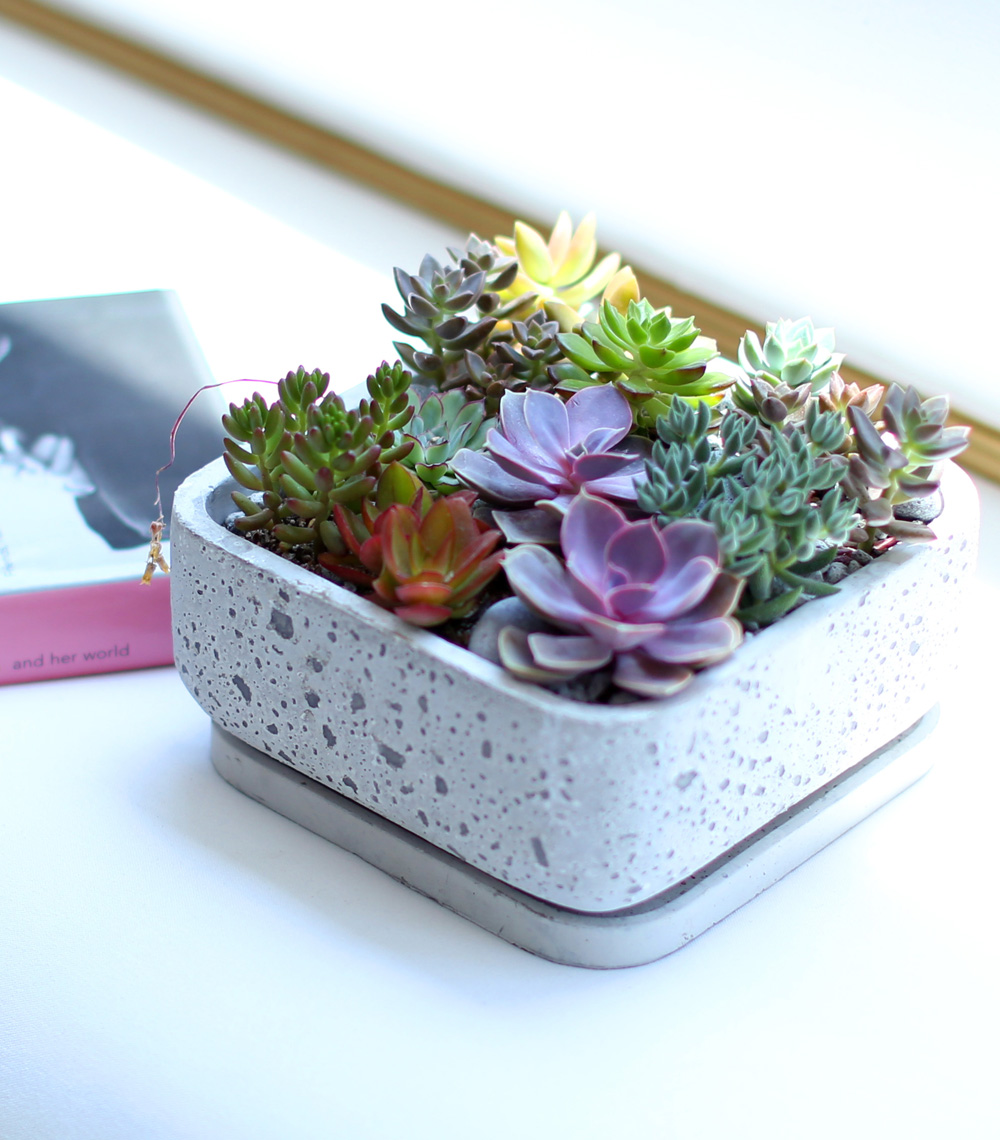 Succulent Plant (´ÙÀ°½Ä¹°) - Pallet (ȱ⺯°æ)