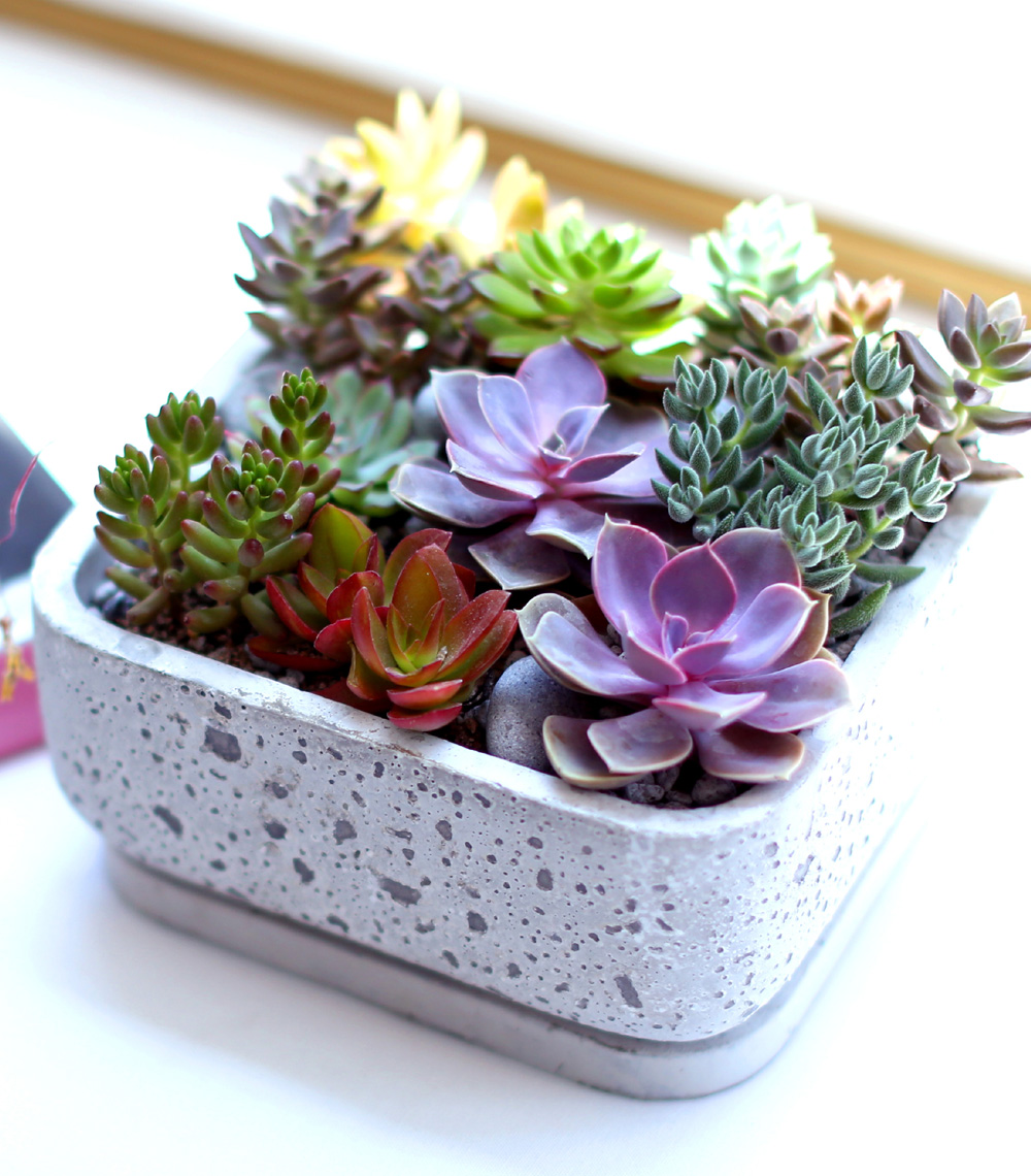 Succulent Plant (´ÙÀ°½Ä¹°) - Pallet (ȱ⺯°æ)