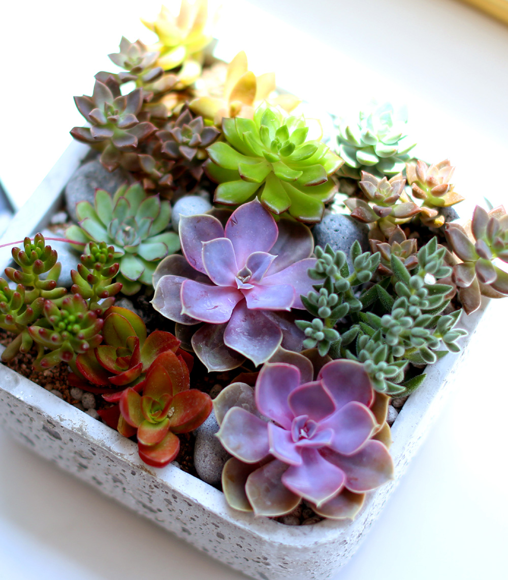 Succulent Plant (´ÙÀ°½Ä¹°) - Pallet (ȱ⺯°æ)