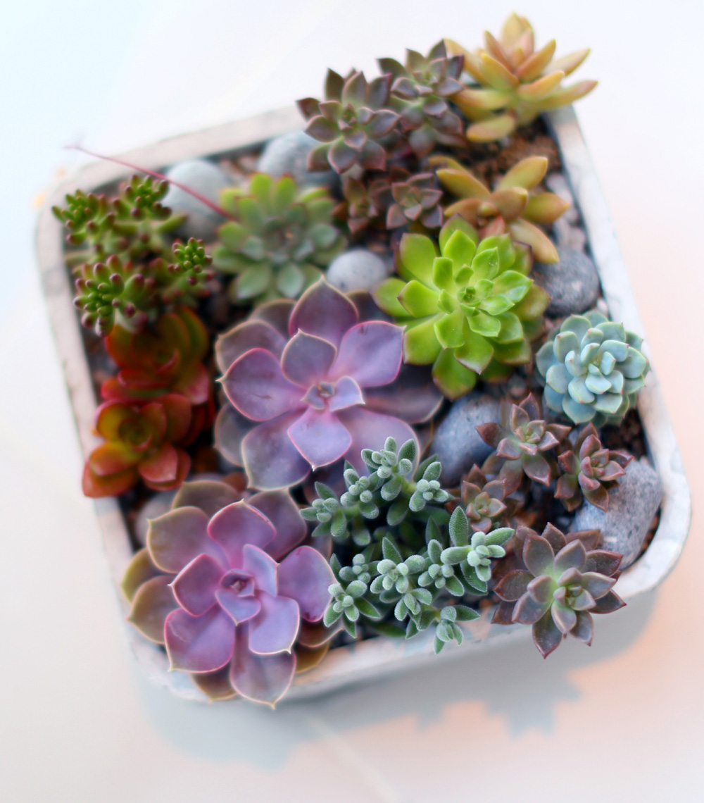Succulent Plant (´ÙÀ°½Ä¹°) - Pallet (ȱ⺯°æ)