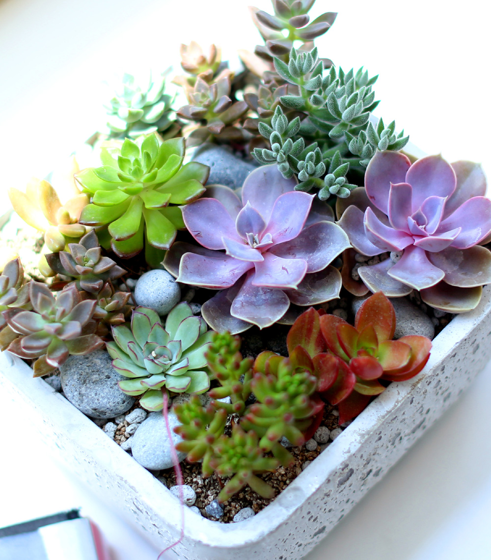 Succulent Plant (´ÙÀ°½Ä¹°) - Pallet (ȱ⺯°æ)
