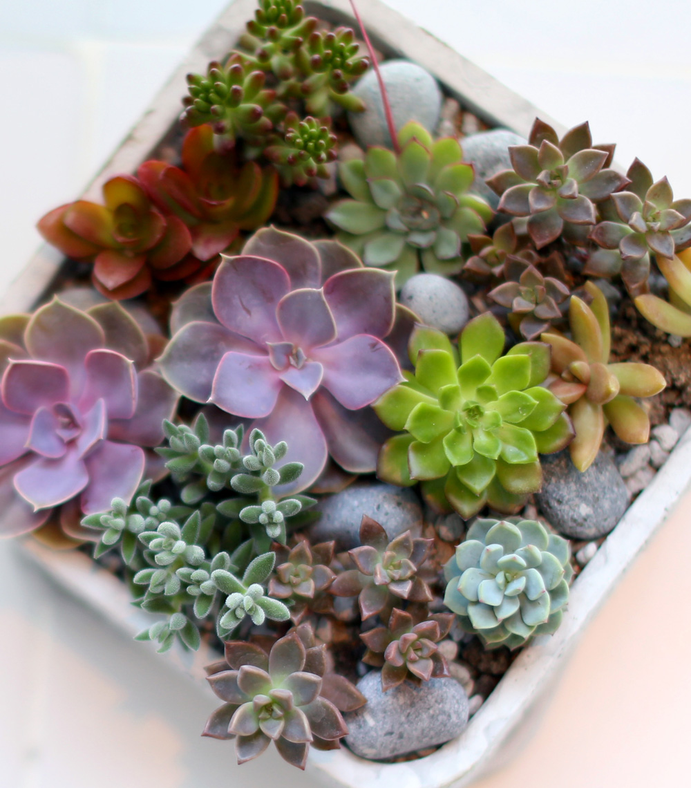 Succulent Plant (´ÙÀ°½Ä¹°) - Pallet (ȱ⺯°æ)