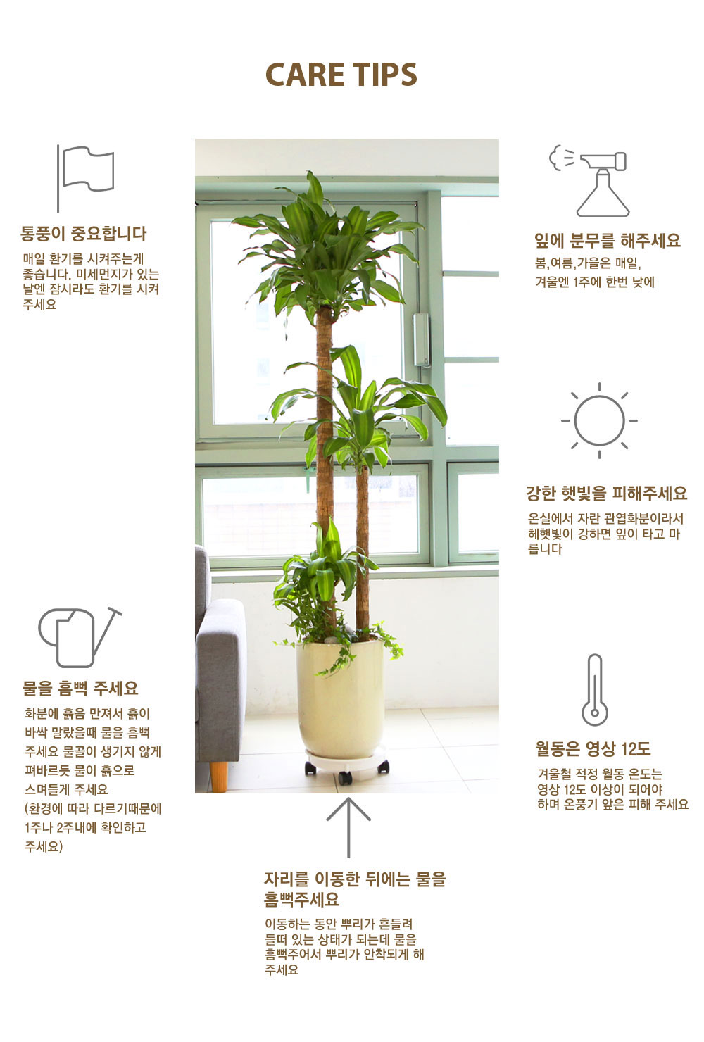 Succulent Plant (´ÙÀ°½Ä¹°) - Pallet (ȱ⺯°æ)