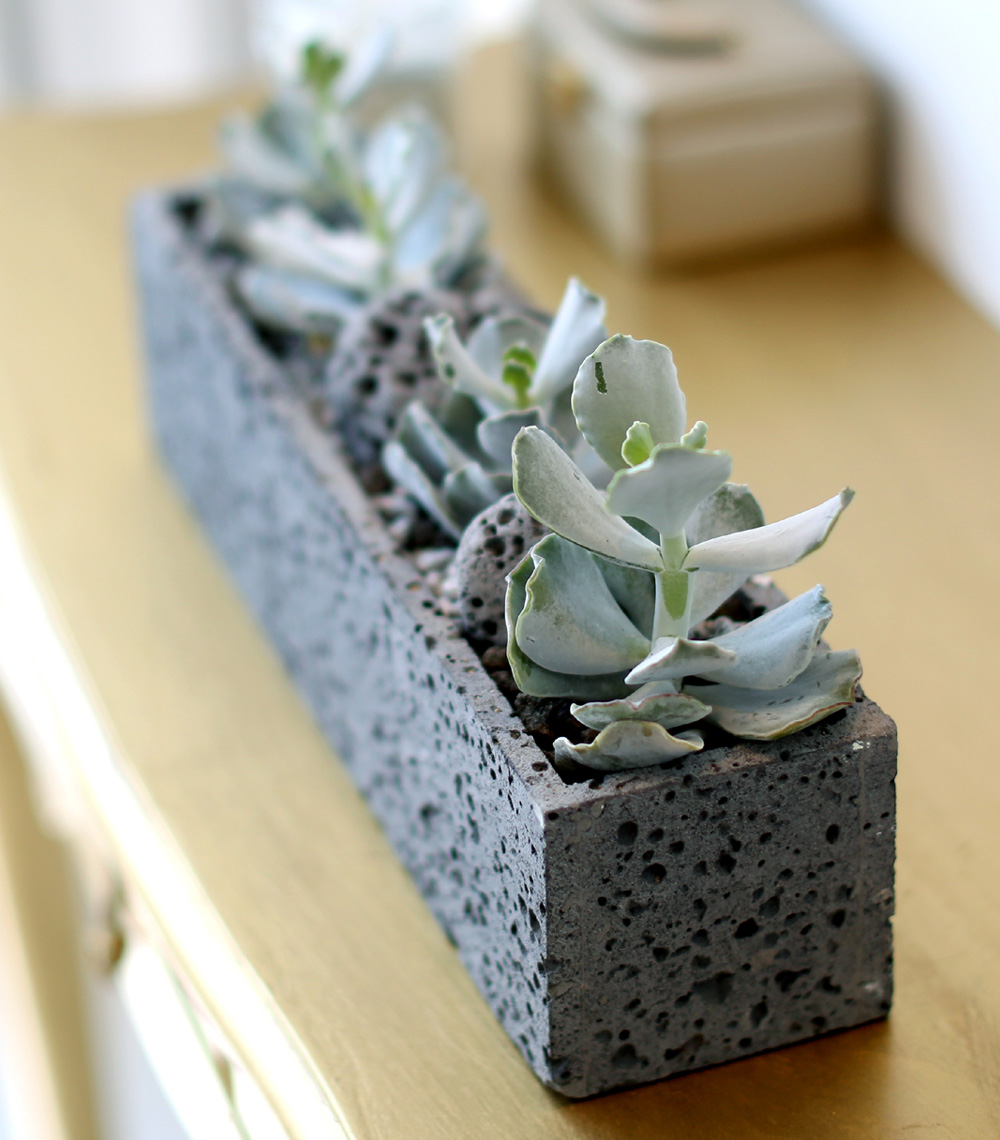 Succulent Plant (Ĺ) - Gray()  ɹ