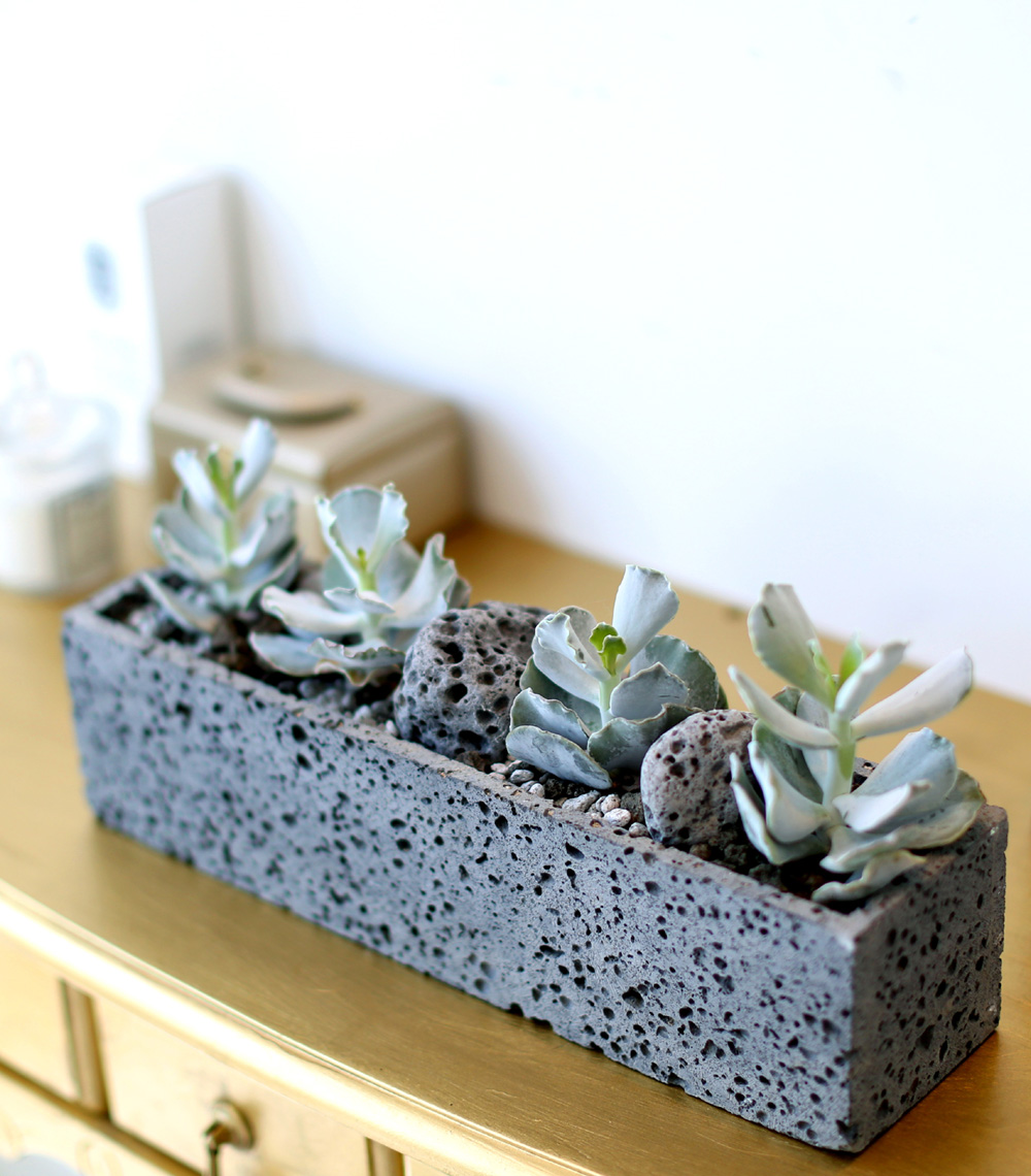 Succulent Plant (Ĺ) - Gray()  ɹ