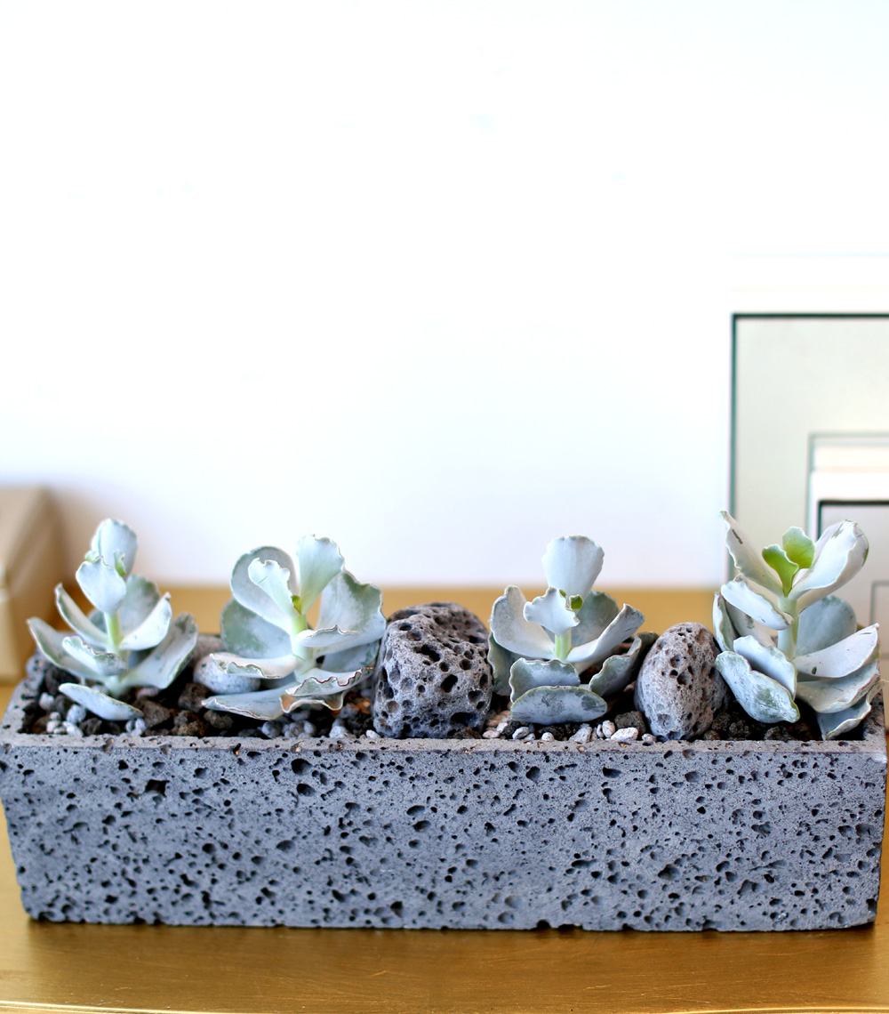 Succulent Plant (Ĺ) - Gray()  ɹ