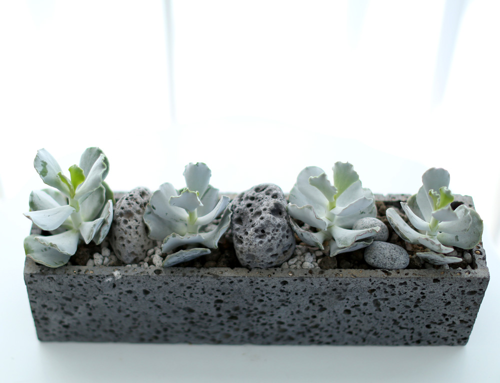 Succulent Plant (Ĺ) - Gray()  ɹ