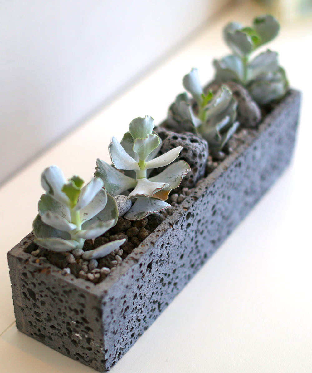 Succulent Plant (Ĺ) - Gray()  ɹ