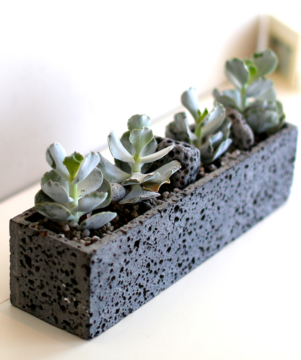 Succulent Plant (Ĺ) - Gray()  ɹ