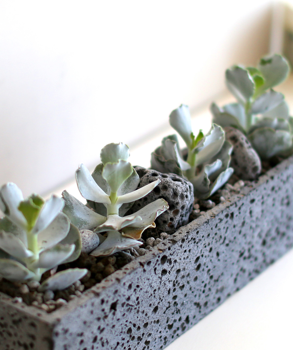 Succulent Plant (Ĺ) - Gray()  ɹ