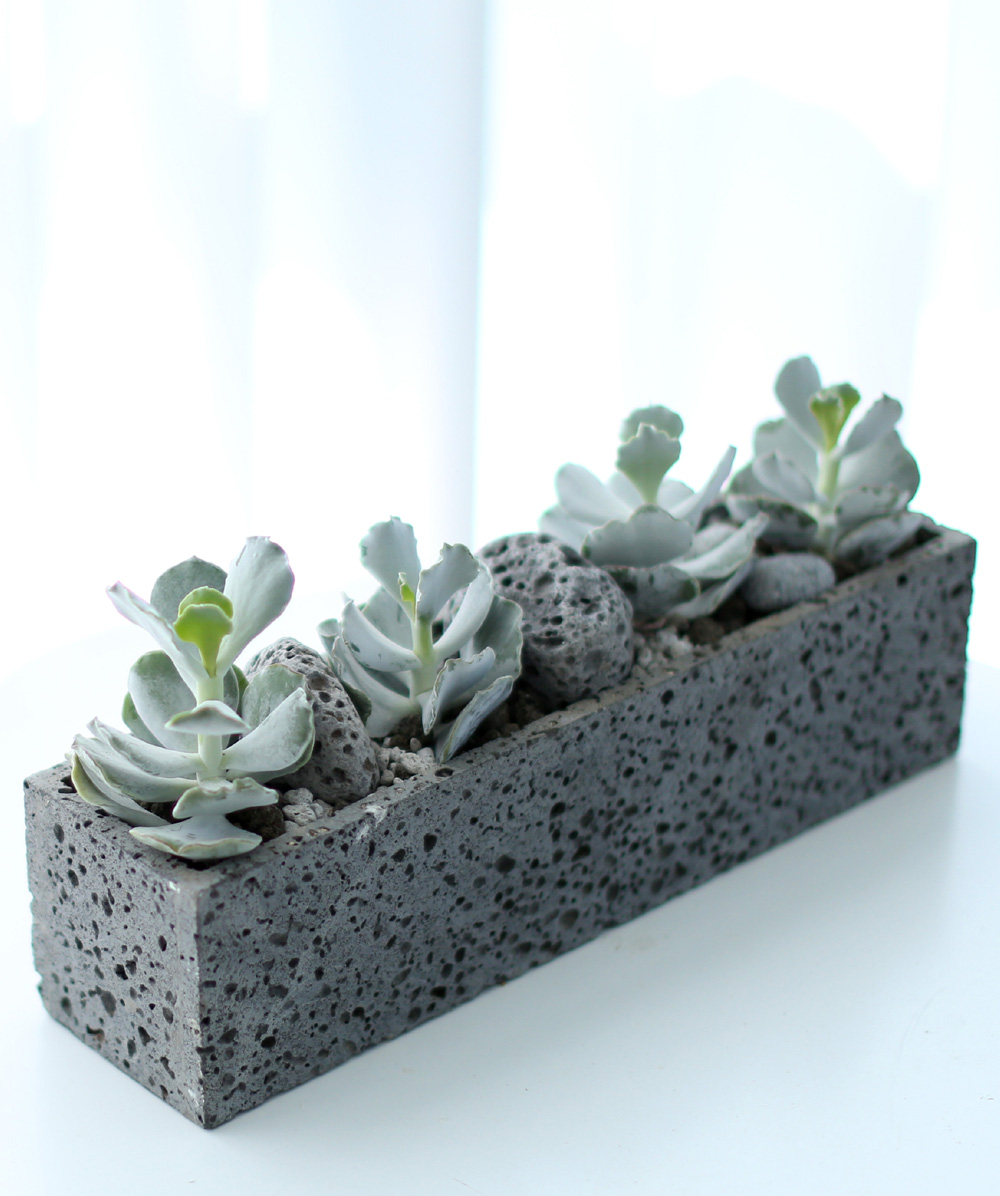 Succulent Plant (Ĺ) - Gray()  ɹ