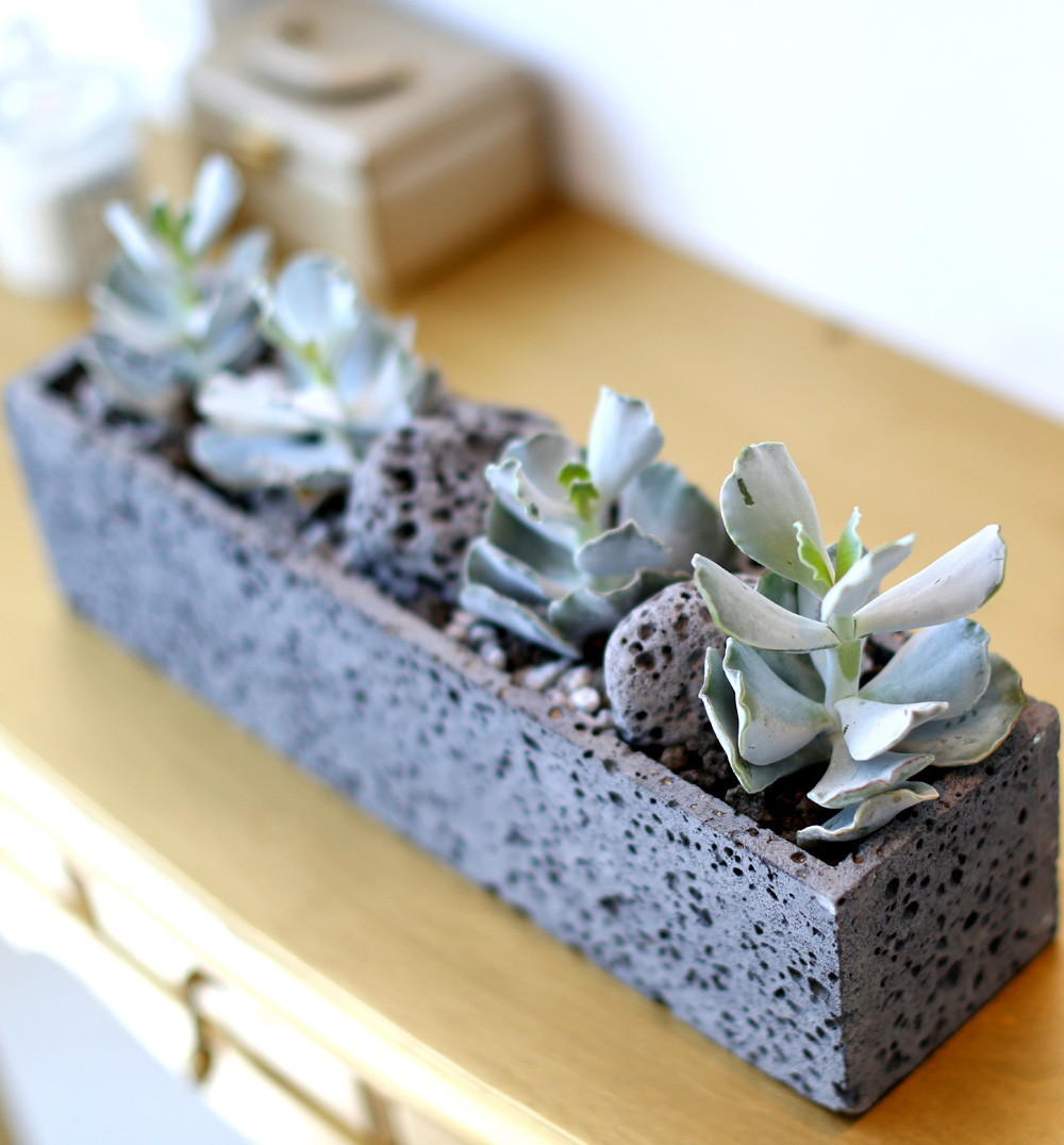 Succulent Plant (Ĺ) - Gray()  ɹ