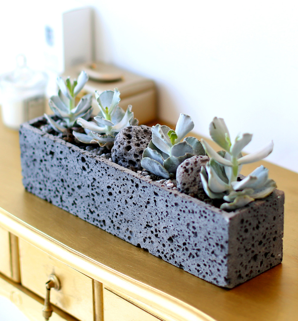 Succulent Plant (Ĺ) - Gray()  ɹ