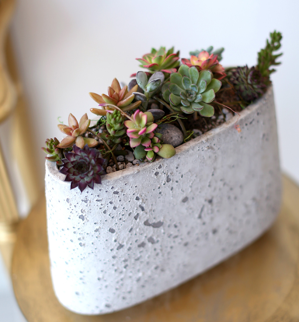 Succulent Plant (´ÙÀ°½Ä¹°) - Rotund (ȱ⺯°æ)