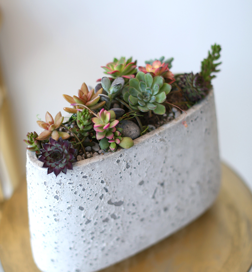 Succulent Plant (´ÙÀ°½Ä¹°) - Rotund (ȱ⺯°æ)