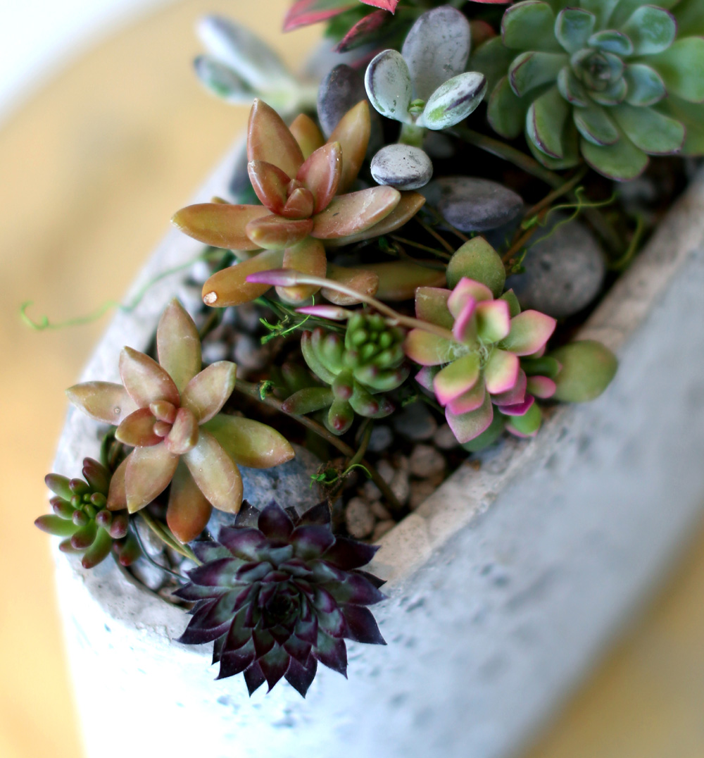 Succulent Plant (´ÙÀ°½Ä¹°) - Rotund (ȱ⺯°æ)