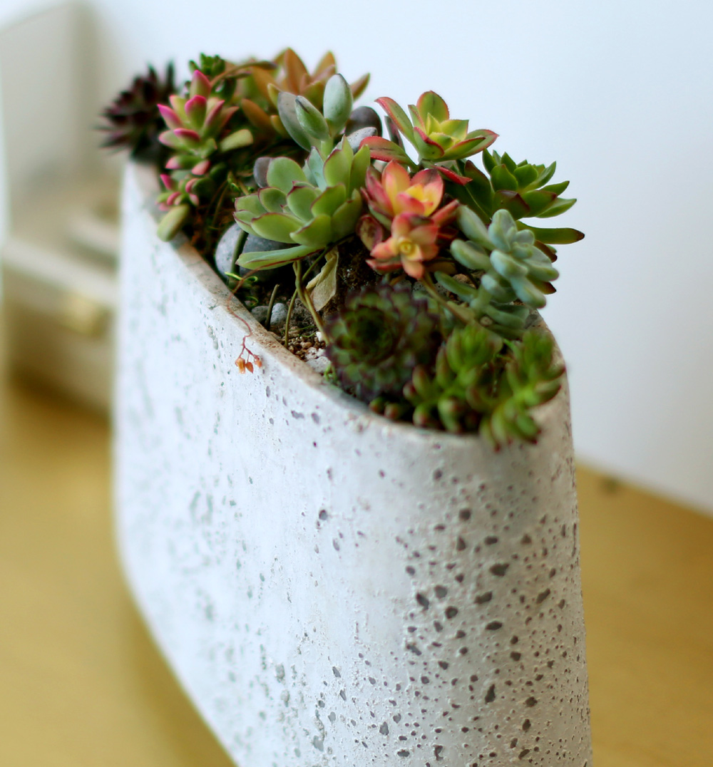 Succulent Plant (´ÙÀ°½Ä¹°) - Rotund (ȱ⺯°æ)