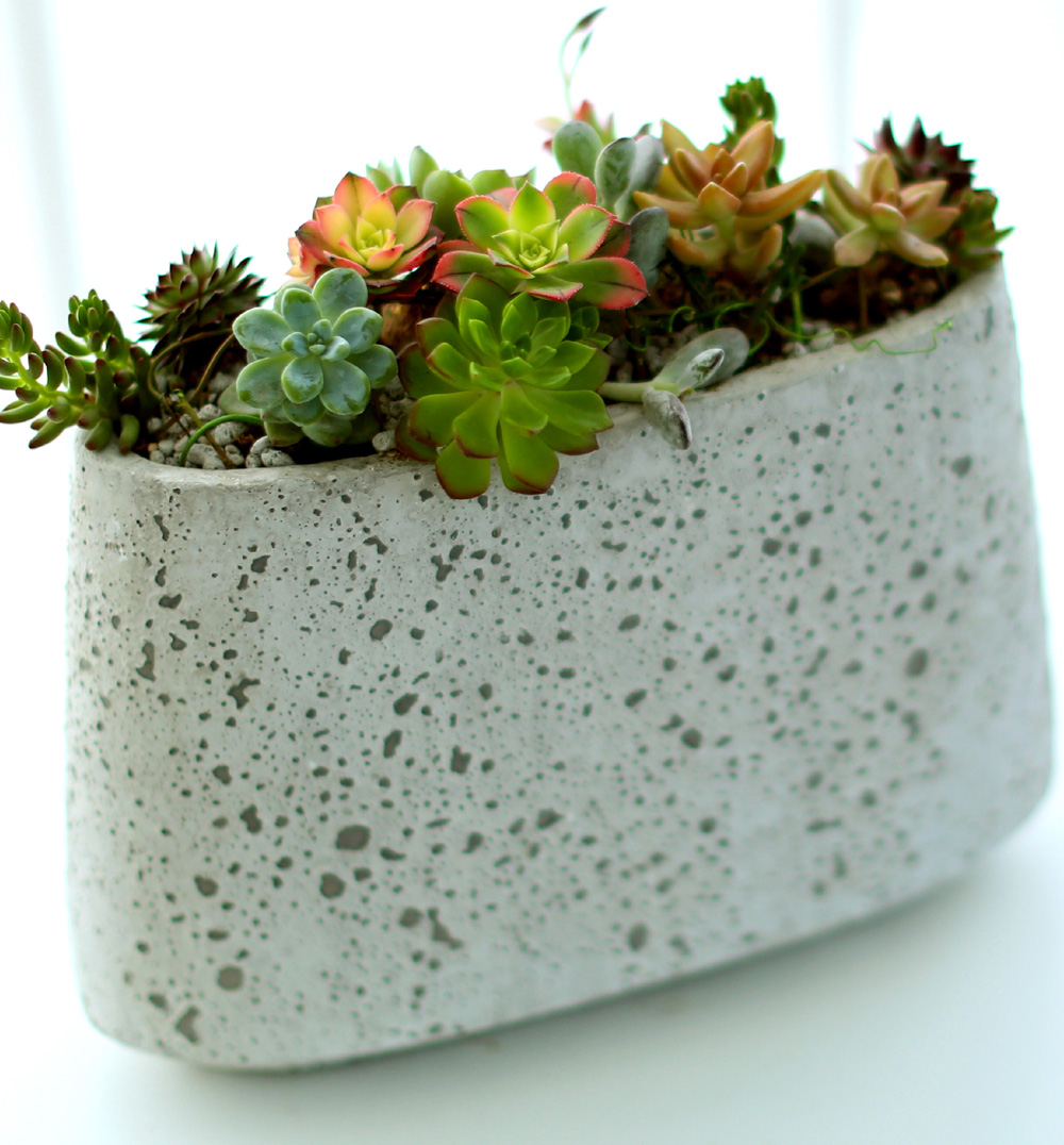 Succulent Plant (´ÙÀ°½Ä¹°) - Rotund (ȱ⺯°æ)