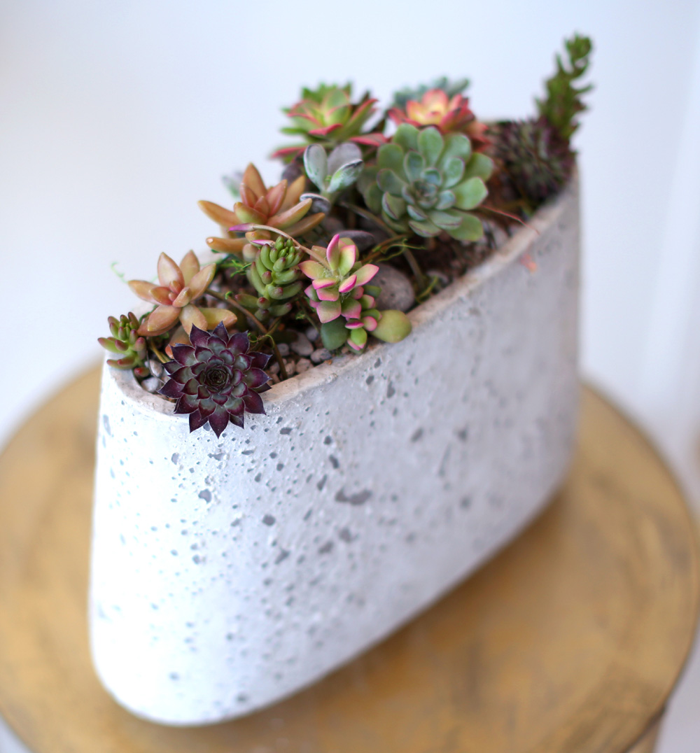 Succulent Plant (´ÙÀ°½Ä¹°) - Rotund (ȱ⺯°æ)