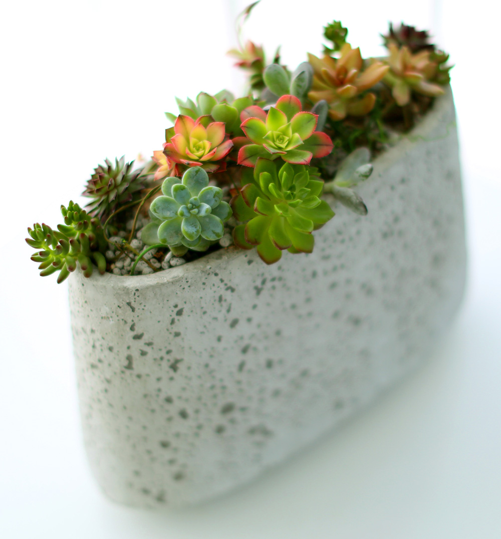 Succulent Plant (´ÙÀ°½Ä¹°) - Rotund (ȱ⺯°æ)