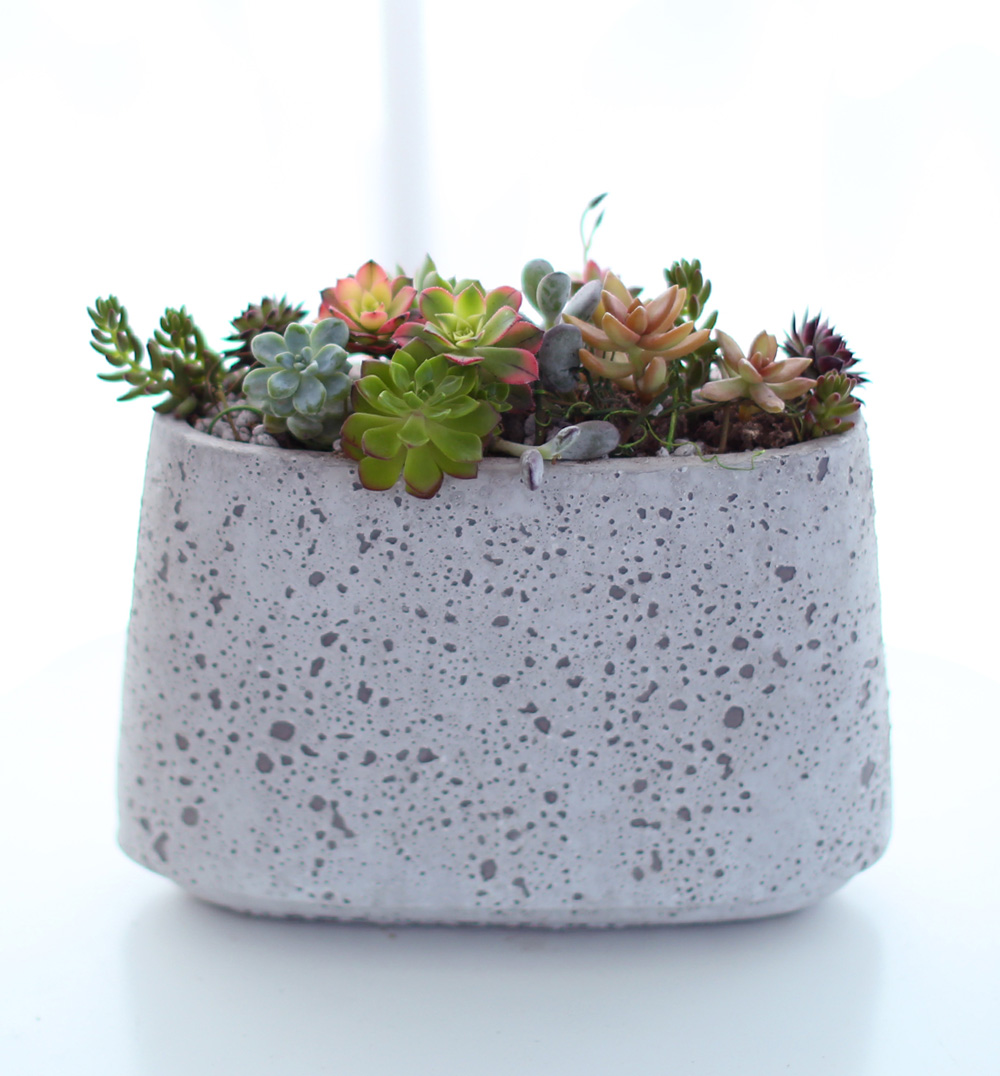 Succulent Plant (´ÙÀ°½Ä¹°) - Rotund (ȱ⺯°æ)