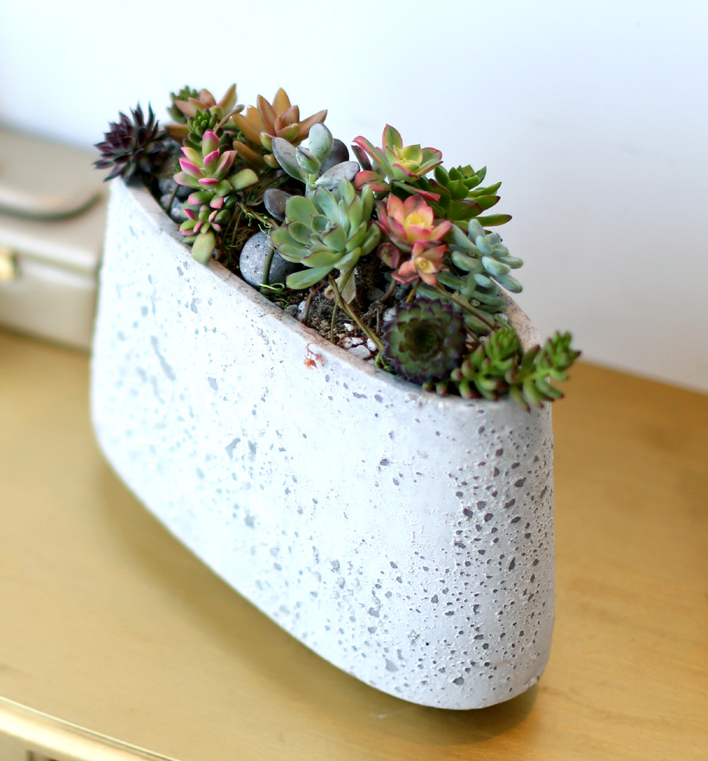 Succulent Plant (´ÙÀ°½Ä¹°) - Rotund (ȱ⺯°æ)
