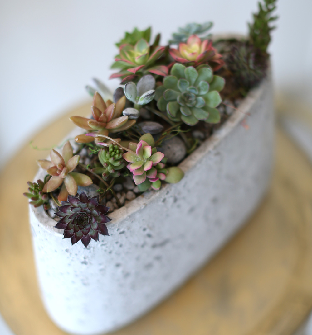 Succulent Plant (´ÙÀ°½Ä¹°) - Rotund (ȱ⺯°æ)