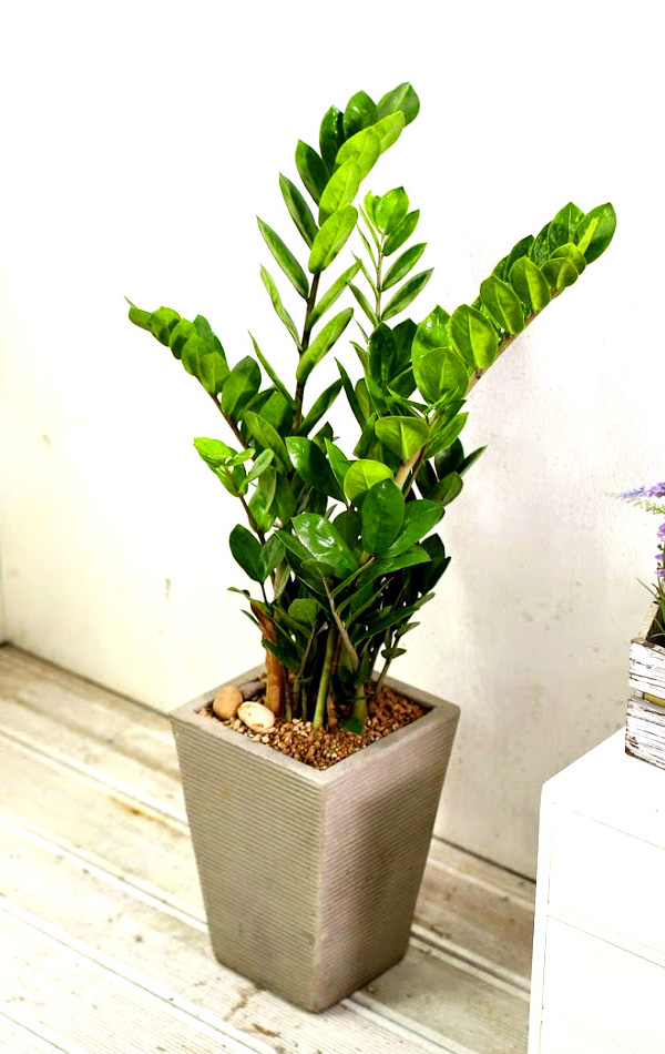 °³¾÷½Ä¿¡ ȺÐÀ» ºÎÅ¹ÇØ! - Àα⸸Á¡ ±ÝÀü¼ö(Áß)