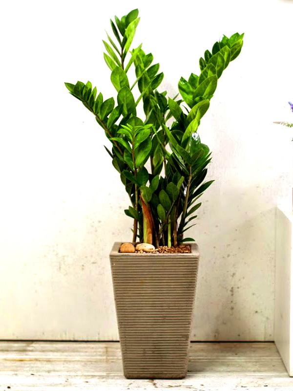 °³¾÷½Ä¿¡ ȺÐÀ» ºÎÅ¹ÇØ! - Àα⸸Á¡ ±ÝÀü¼ö(Áß)