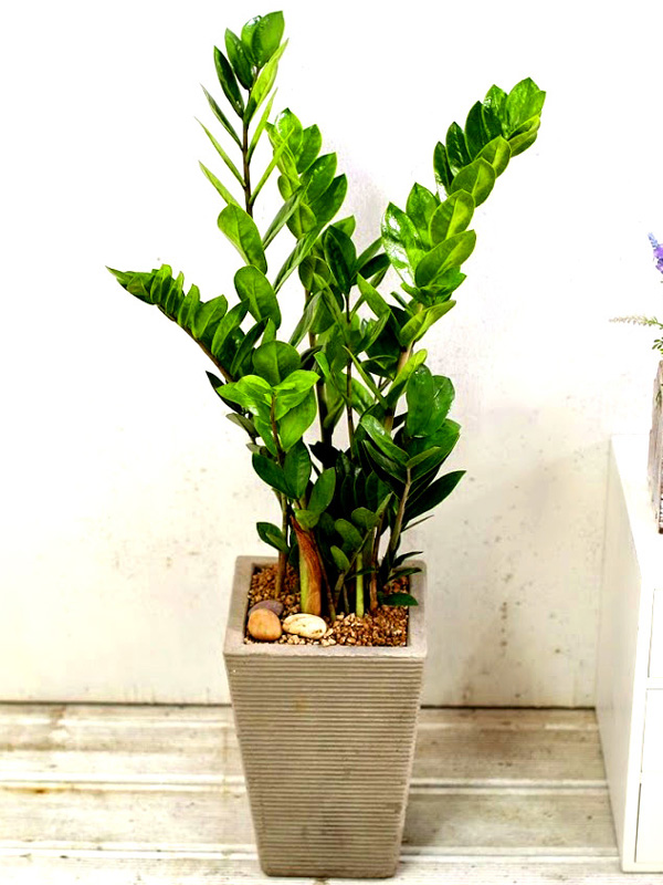 °³¾÷½Ä¿¡ ȺÐÀ» ºÎÅ¹ÇØ! - Àα⸸Á¡ ±ÝÀü¼ö(Áß)