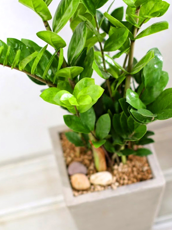 °³¾÷½Ä¿¡ ȺÐÀ» ºÎÅ¹ÇØ! - Àα⸸Á¡ ±ÝÀü¼ö(Áß)