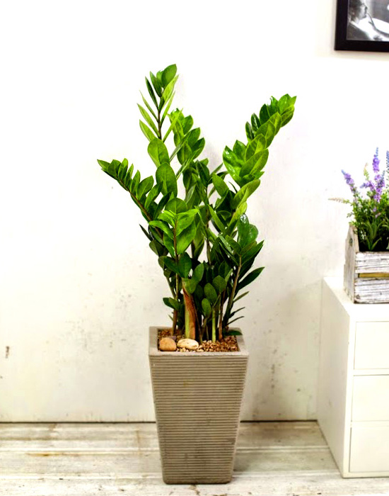 °³¾÷½Ä¿¡ ȺÐÀ» ºÎÅ¹ÇØ! - Àα⸸Á¡ ±ÝÀü¼ö(Áß)