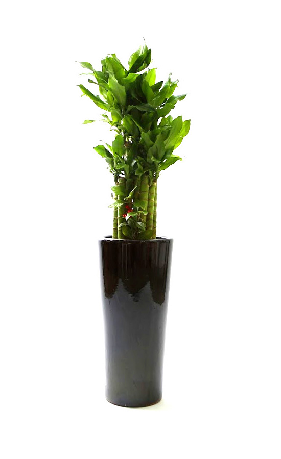 Ŀ ȭ Ź!  -  ٴ Ȳ (ȭ   ֽϴ)  ɹ