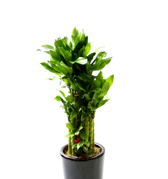 Ŀ ȭ Ź!  -  ٴ Ȳ (ȭ   ֽϴ)  ɹ