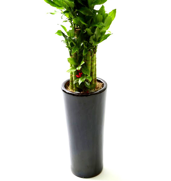 Ŀ ȭ Ź!  -  ٴ Ȳ (ȭ   ֽϴ)  ɹ