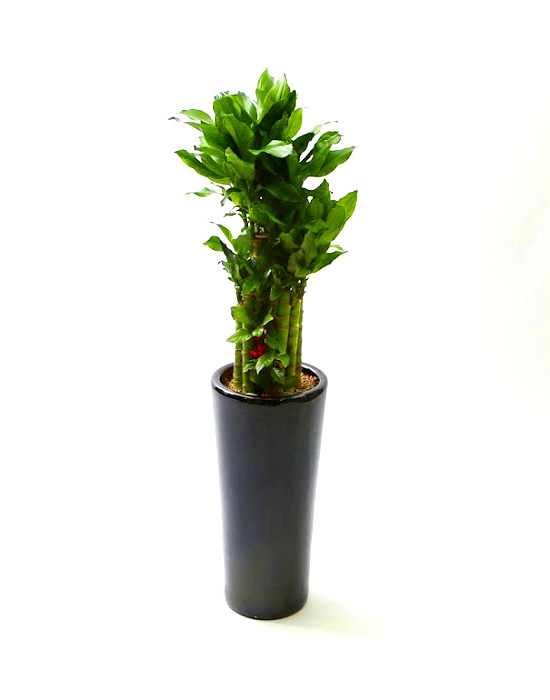 Ŀ ȭ Ź!  -  ٴ Ȳ (ȭ   ֽϴ)  ɹ